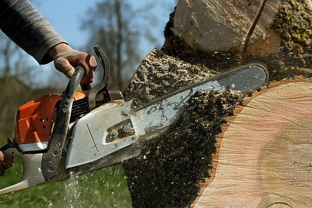 Best Large Tree Removal  in New Madrid, MO